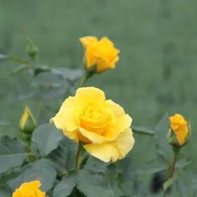 Korresia Floribunda Rose (Rosa Korresia) 2